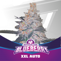  Blueberry XXL Auto (x4)